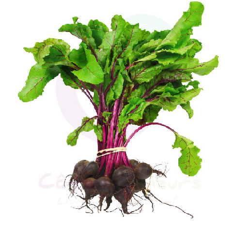 5ed51ab99764c_betterave-rouge-en-botte.png