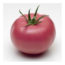 5eefbe2e5213a_tomate-ronde-rose-de-berne-france-catii-5kg.jpg